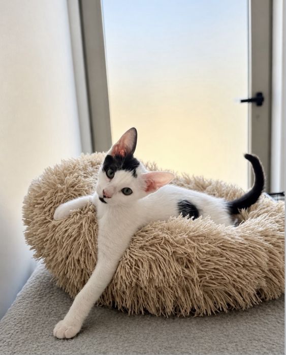 Gatinhos bebés para adoção responsável