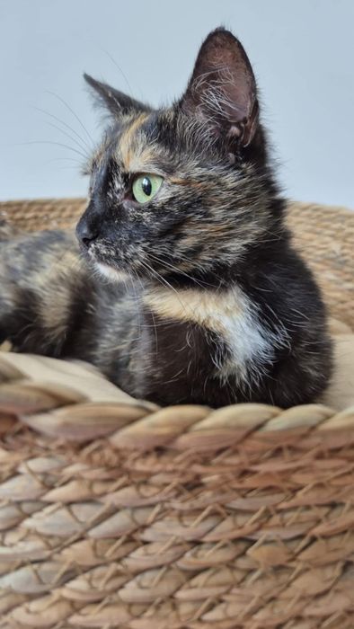 Urokliwa kicia do pokochania