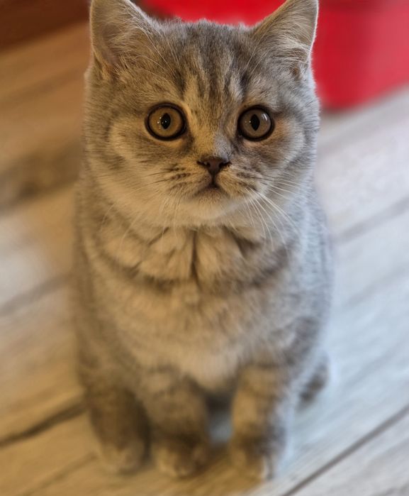 Kotka BRYTYJSKA kot z rodowodem do odbioru gotowaDzień dobry, 

OGŁOSZ