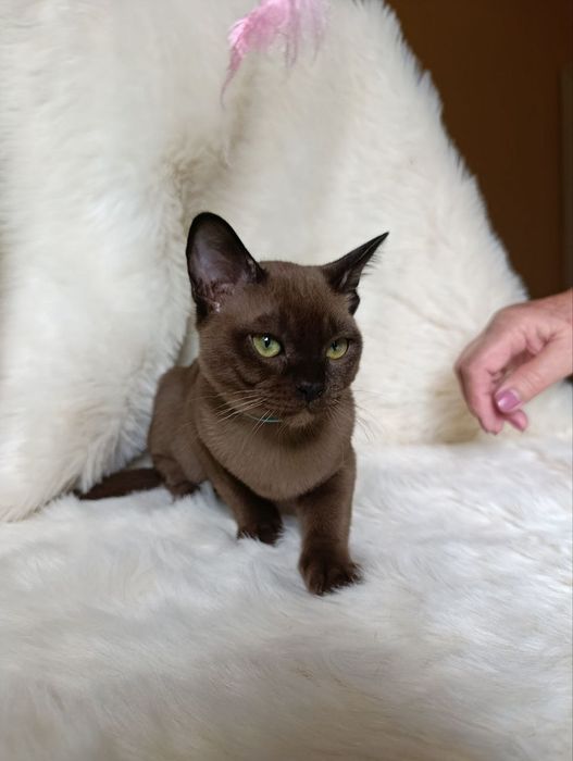 Бурма котик мальчик