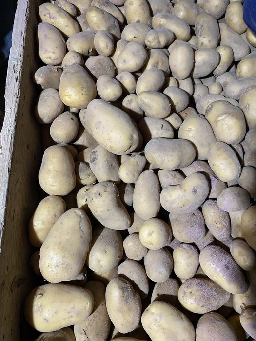 Batatas caseiras