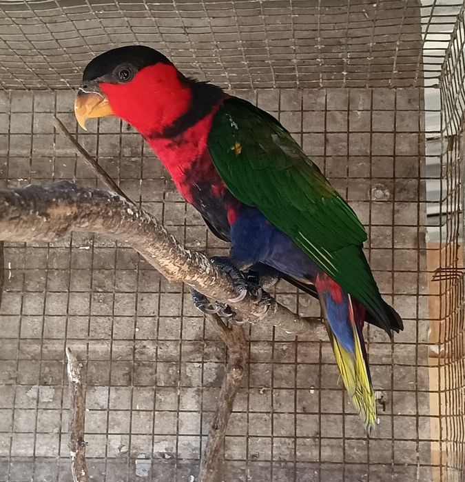 Psitacideos diversos