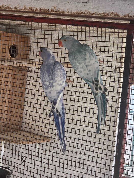 Ring necks malhados
