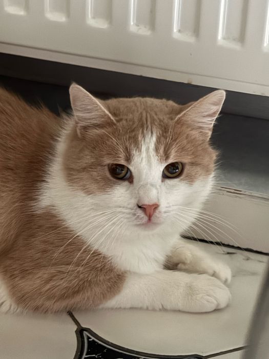 Люблячий котик шукає родину. Вік 2-3 роки , стерилізований