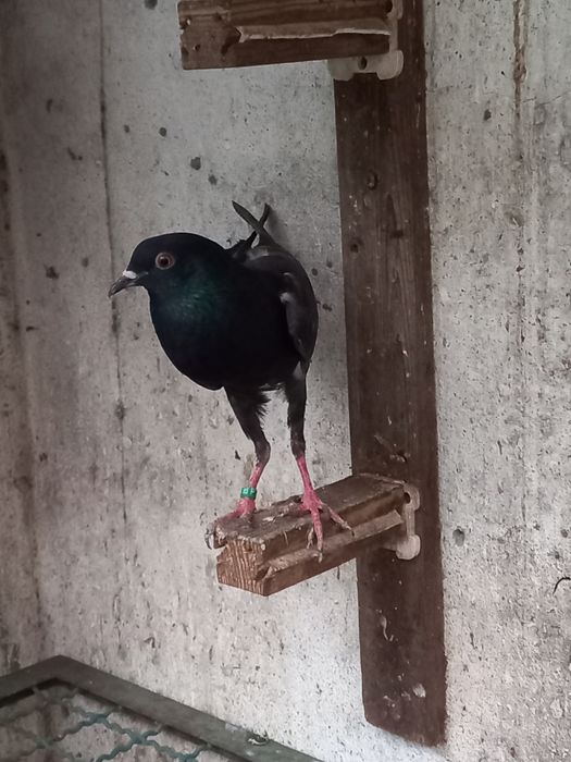 Vendo várias raças de pombos