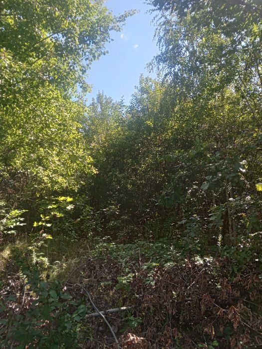 Терміново! 20 соток Земельна ділянка! Торг