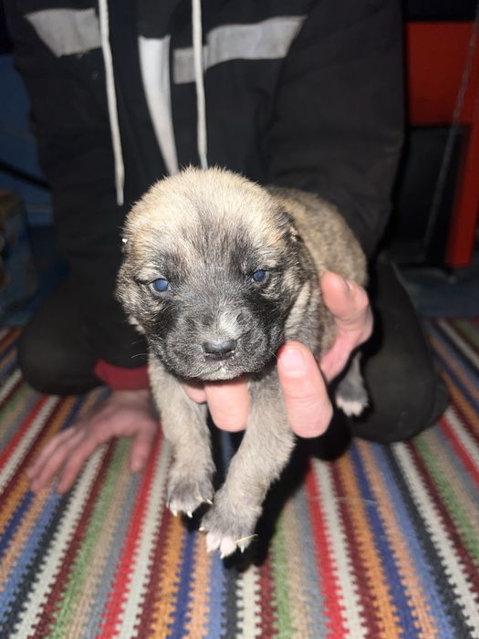 Продам щенков Алабая