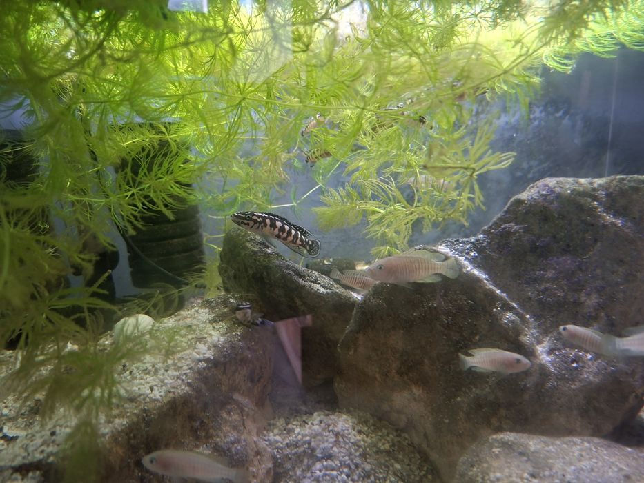 Julidochromis Transcriptus