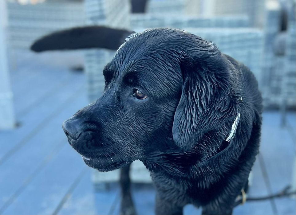 В'язка.  Лабрадор Ретривер. Розв'язан. Родословна.