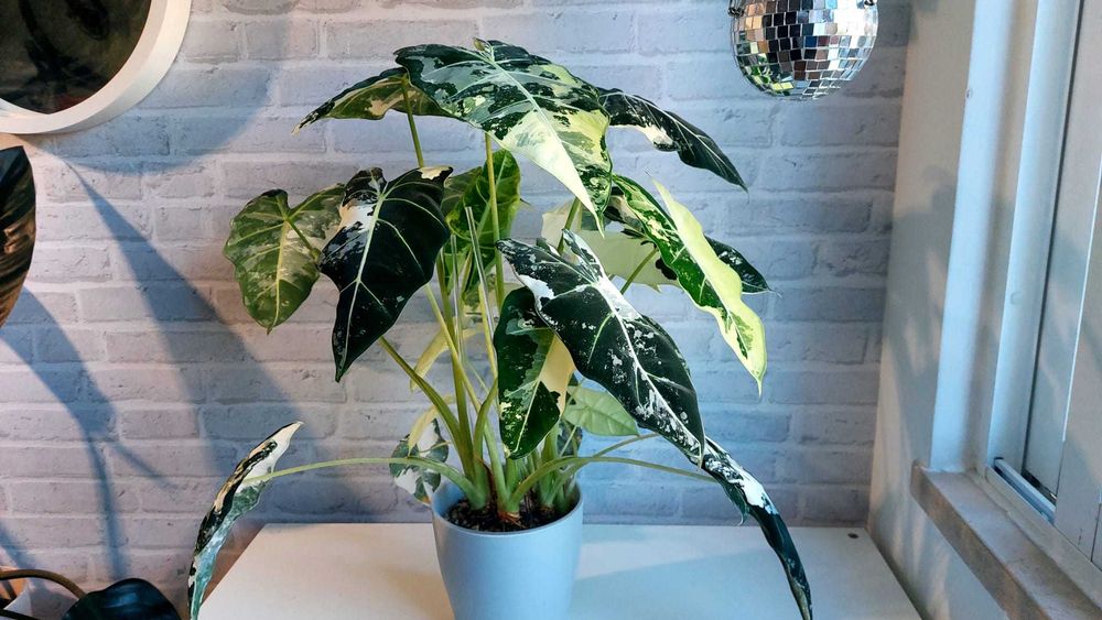 Alocasia Frydek Variegata — Rara & Saudável