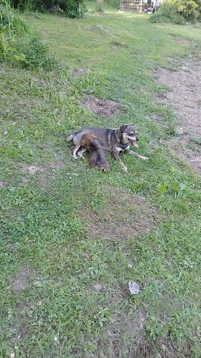 Pieski za darmo do oddania