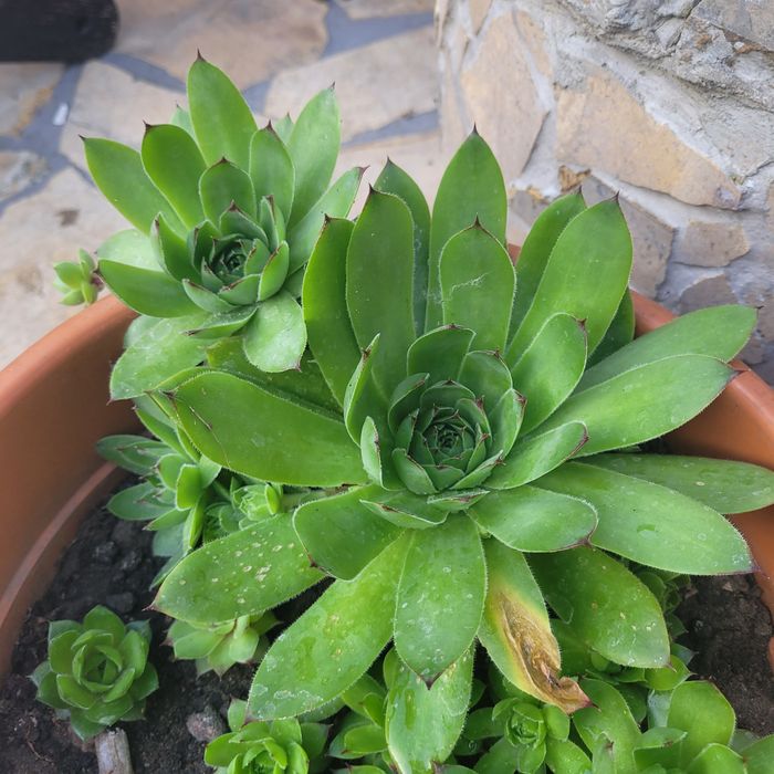 Rojniki kwiat ogrodowy