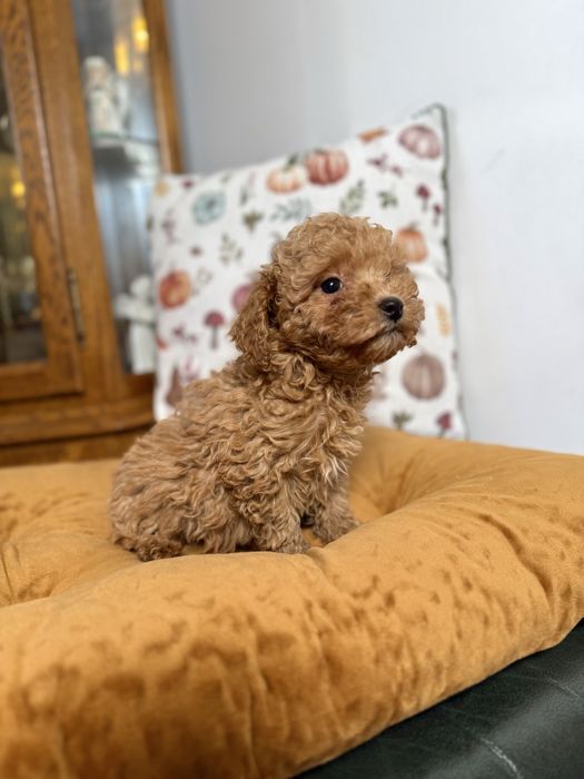 Maltipoo F1b dostępny uroczy piesek rudy