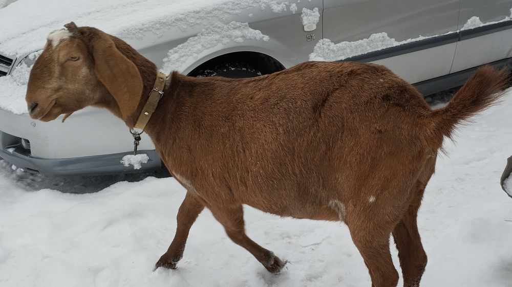 Продається коза, первістка, англо-нубійської породи