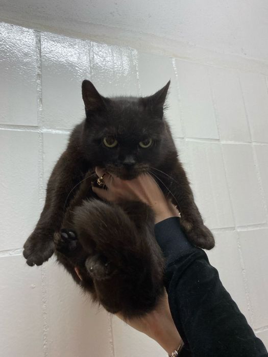 Wiele kotkow szuka pilnie domków