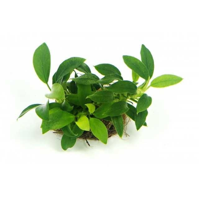 Roślina Anubias Nana Bonsai koszyk