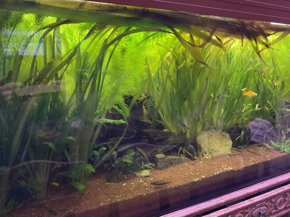 Rośliny do akwarium