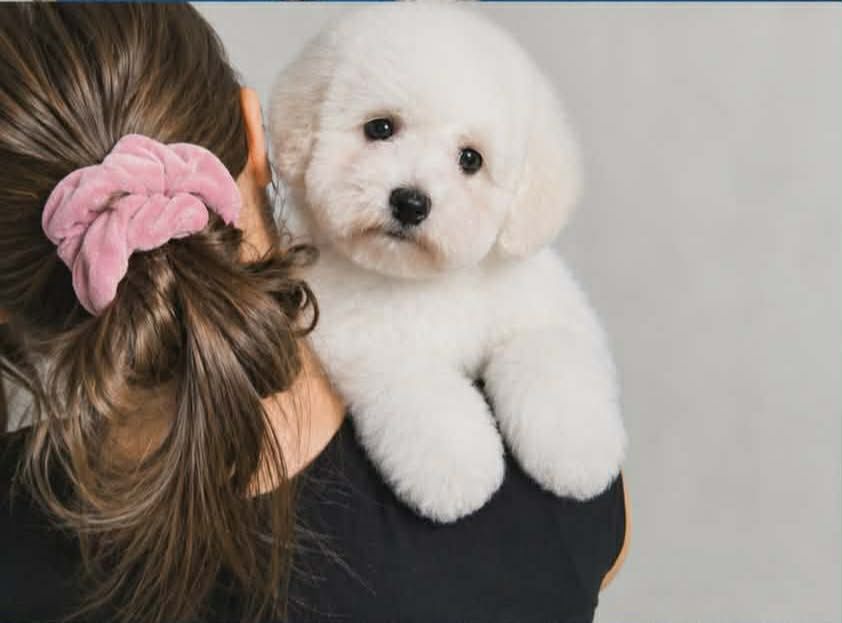 Bichon frise FCI ZKwP