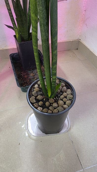 Espada de São Jorge  com 1m