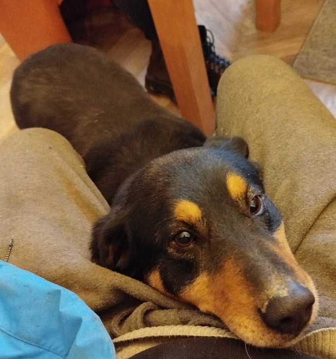 Spójrz w te smutne oczy i przytul samotnego pieska. Okol.Limanowej