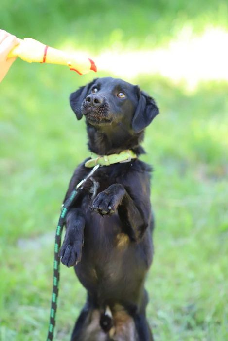Słodki Kundelek szuka swojego Pana
