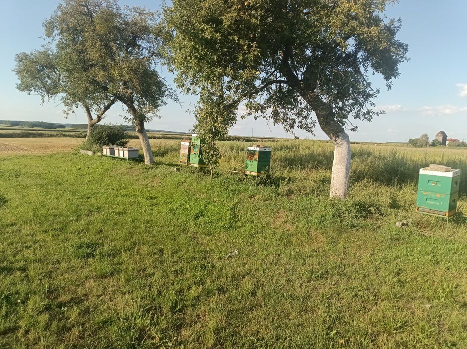 Ule wielkopolskie 19 szt uli cały osprzęt