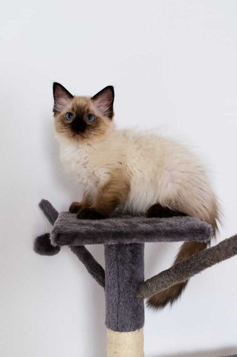 PEPPER Diamond Kitty*PL – kocurek Ragdoll z rodowodem