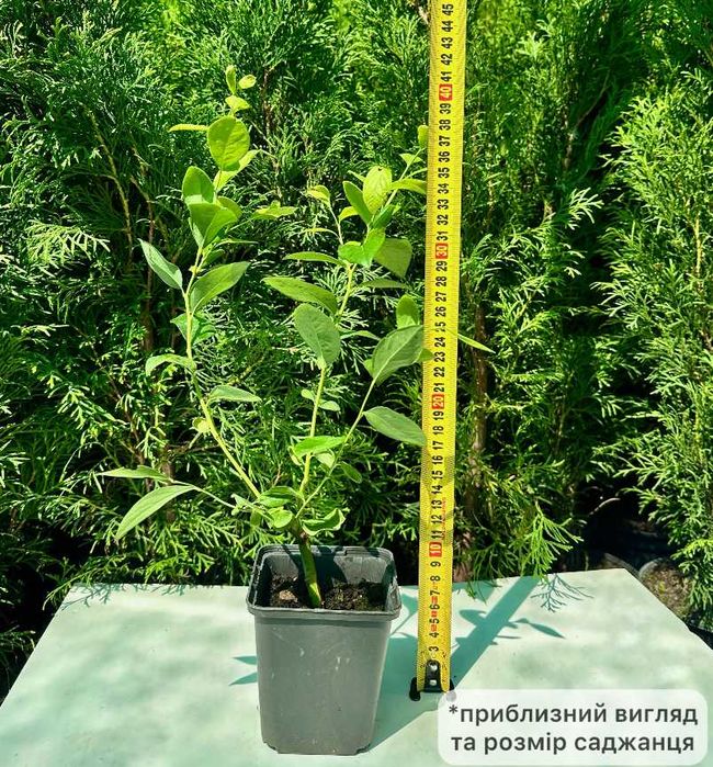 Саженцы голубики Саженцы жимолости  + Подарок