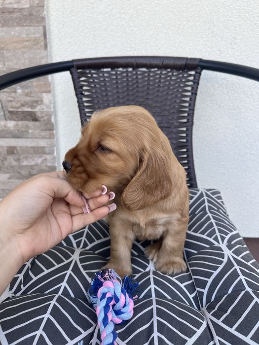 suczka cocker spaniel angielski