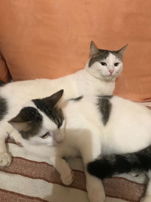 Віддам в хороші руки