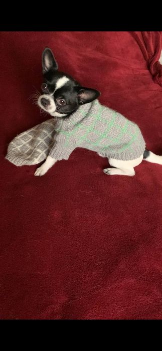 Одежда для собак, котов. Стильный вязаный свитер в клеточку для чихуах