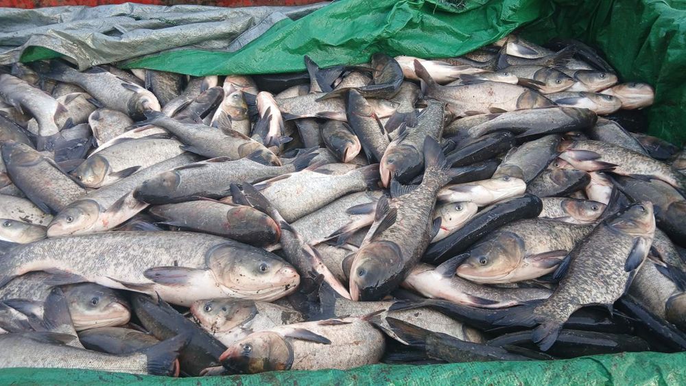 Продам   зарибок