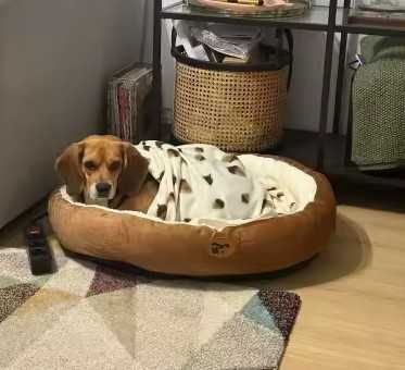 Cama oval aconchegante para gatos e cães pequeno porte