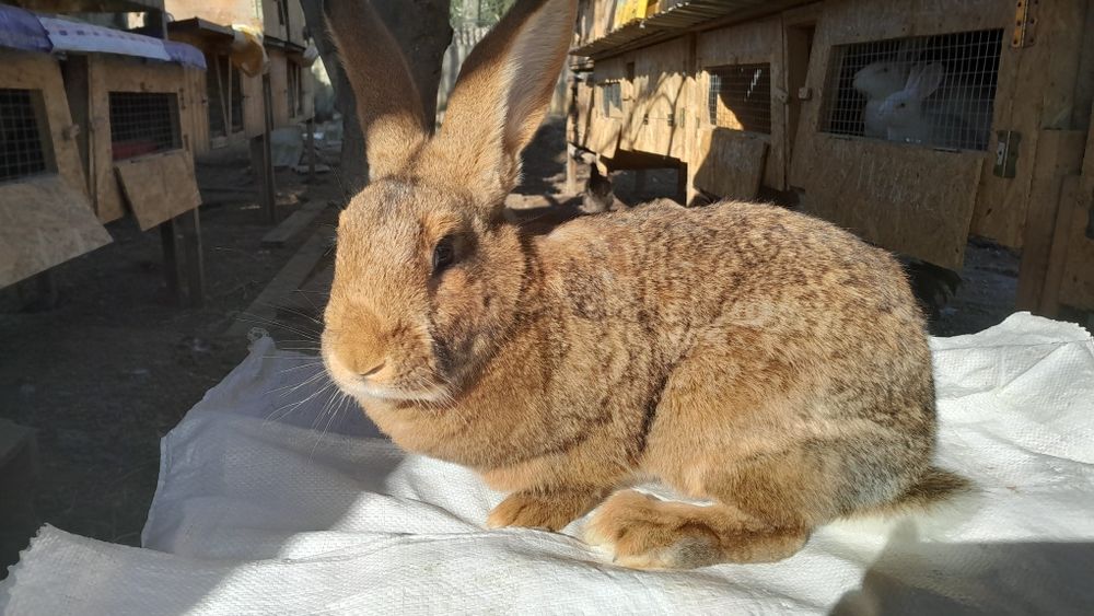 Продам крольчиху ( десять місяців)