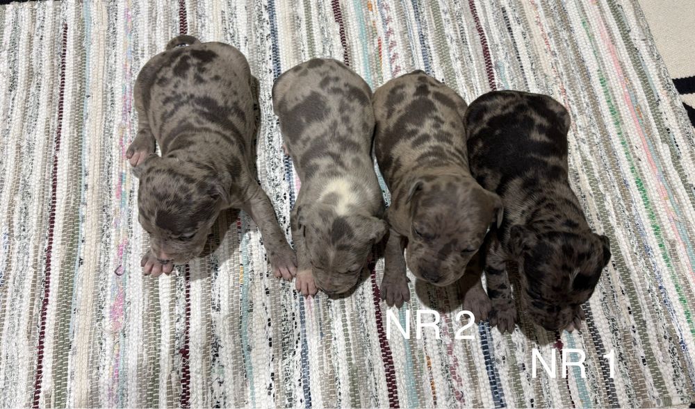 Merle American Staffordshire Terrier