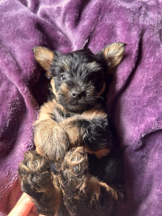 Yorkshire terrier MACHINHO