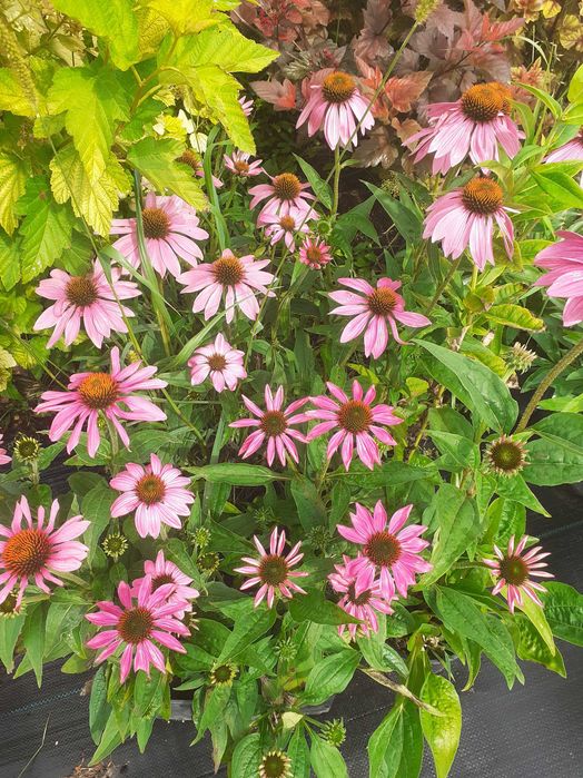 jeżówki, liatrie, trytoma, perowskia, rudbekia