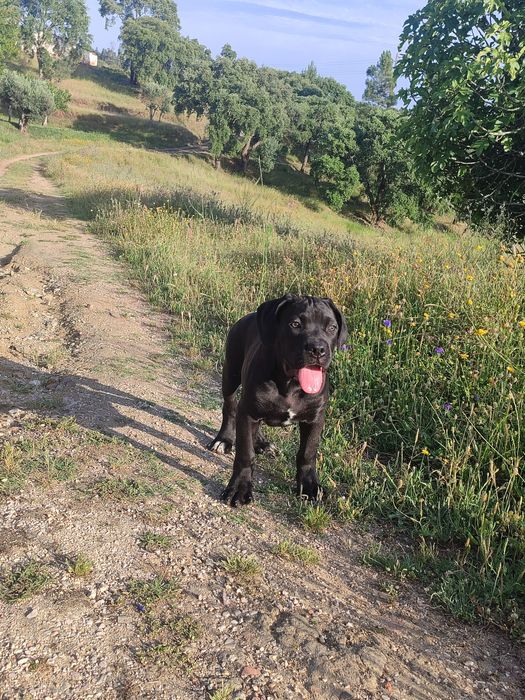 Cane Corso Italiano