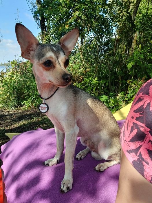 В'язка. Попелястий Тойчик шукає дружину