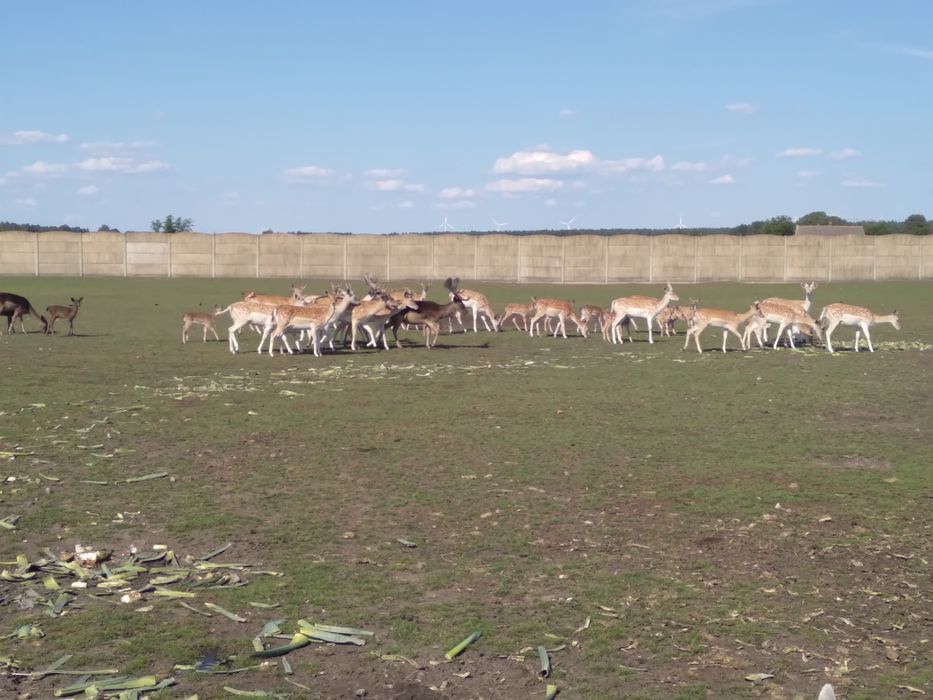 Daniele, Łanie, Byki ,Cielaki w Różnym Wieku, Młode Tegoroczne