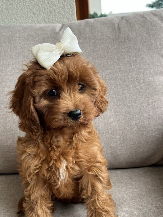 Cudowna suczka cavapoo gotowa do odbioru