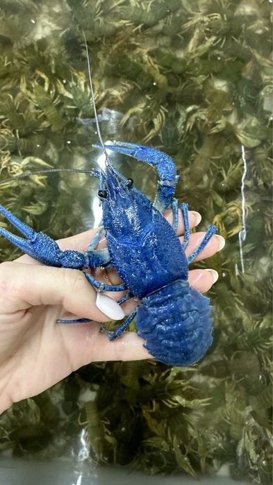 Живі та варені Раки в наявності.