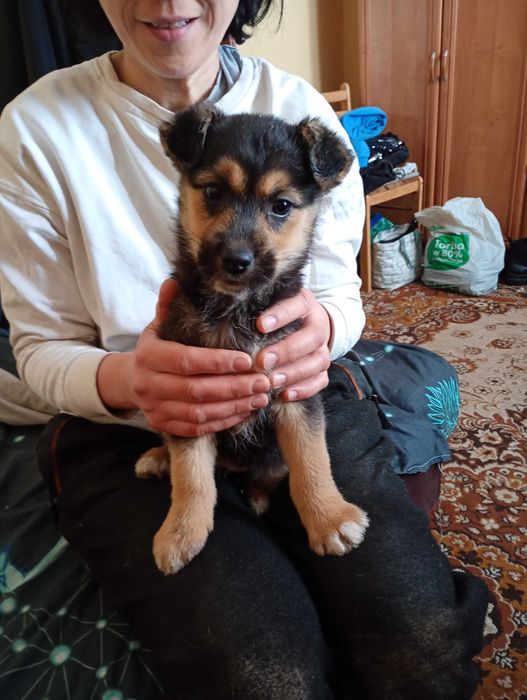 oddam psiaki maja po 2 miesiace