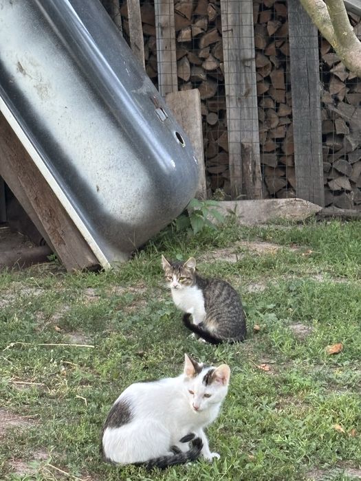 Продам 4 кошенят