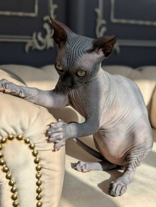 Tarantino uroczy chłopczyk. Sfinks. Dostępny w marcu