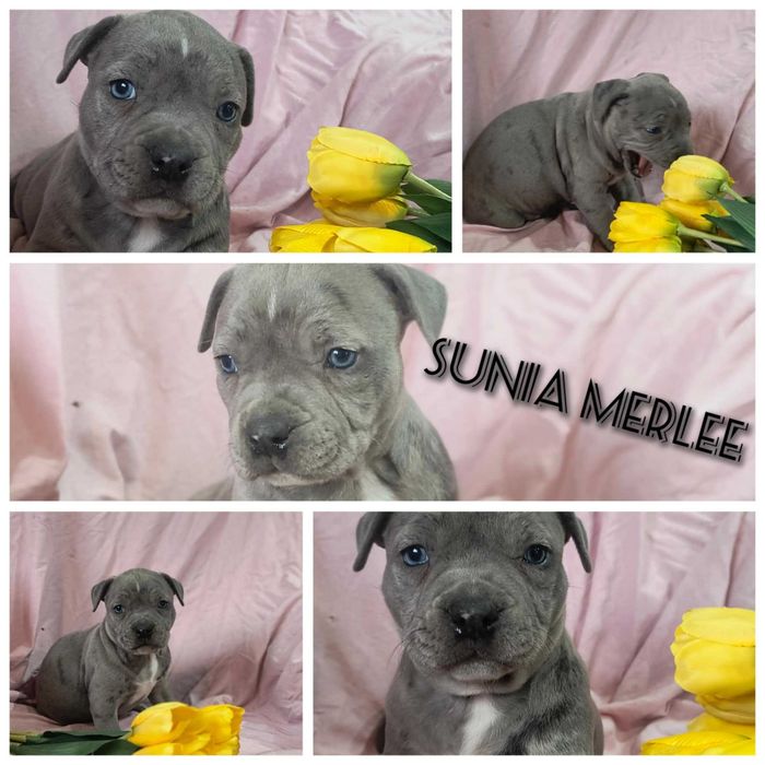 American Staforrd Terier merle gotowy na zmianę domu blu amstaff