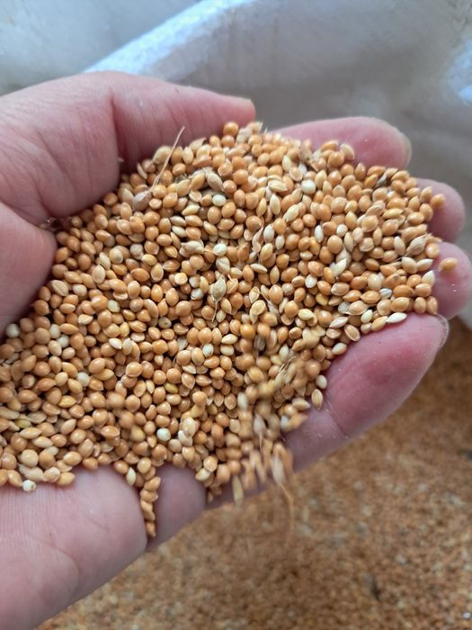 Продам якісне просо свіжого врожаю 2026 року