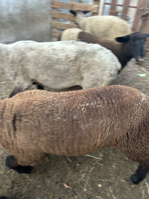 Animais de quinta ouvelhas