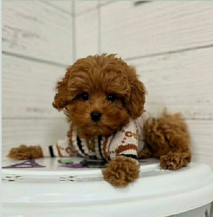 Малюки на будь-який смак