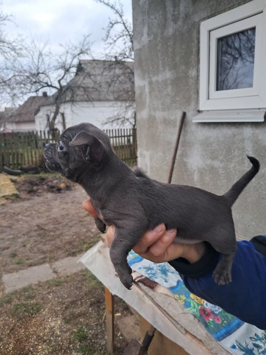 Пропонується до продажу